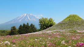 A picturesque landscape with a snow-capped mountain in the background, surrounded by lush greenery and trees. In the foreground, a vibrant field of wildflowers in shades of pink and white spreads across a mound of green grass under a clear blue sky.
