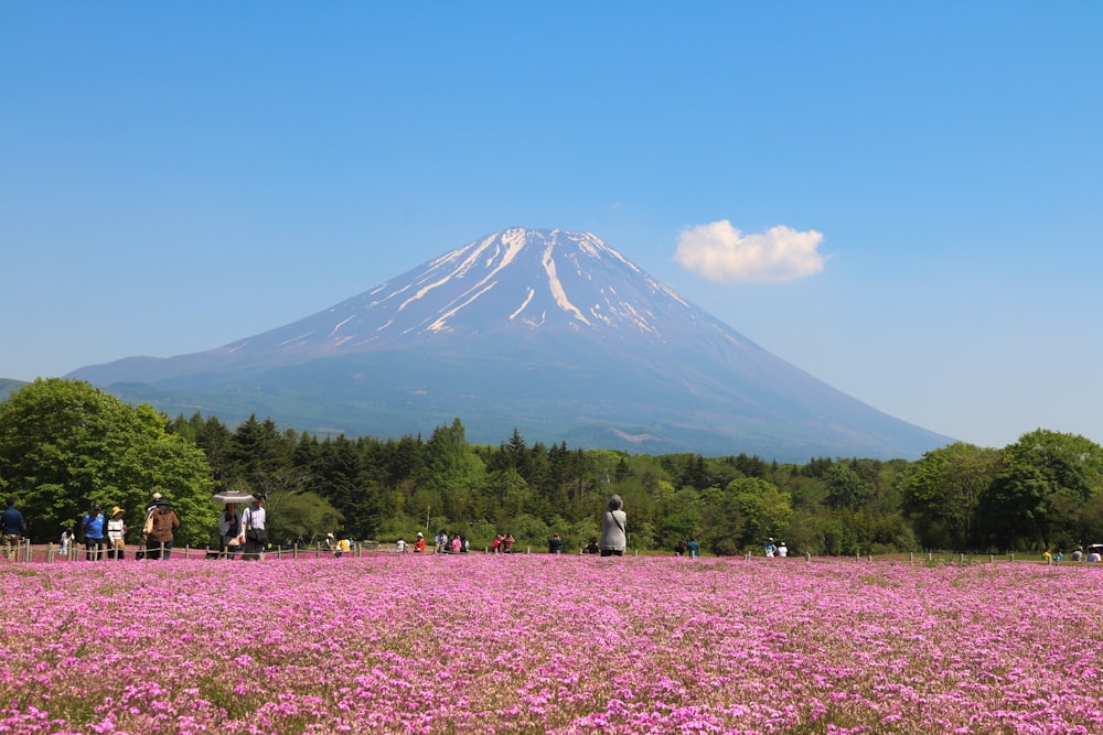pink flower field near mountain