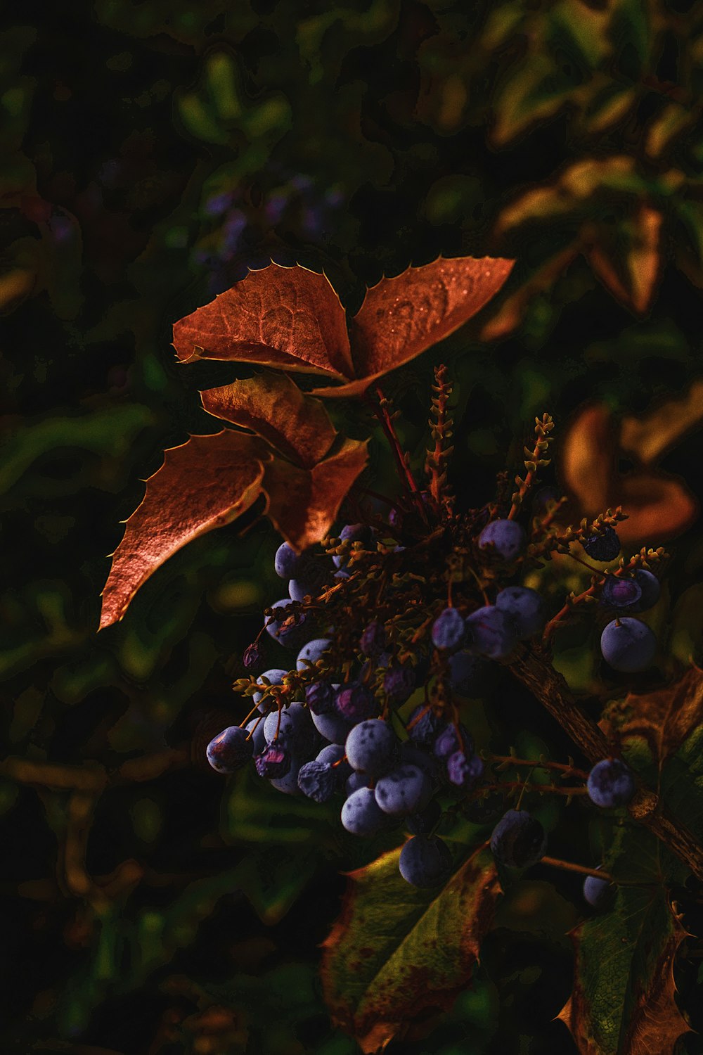 brown leafed plants