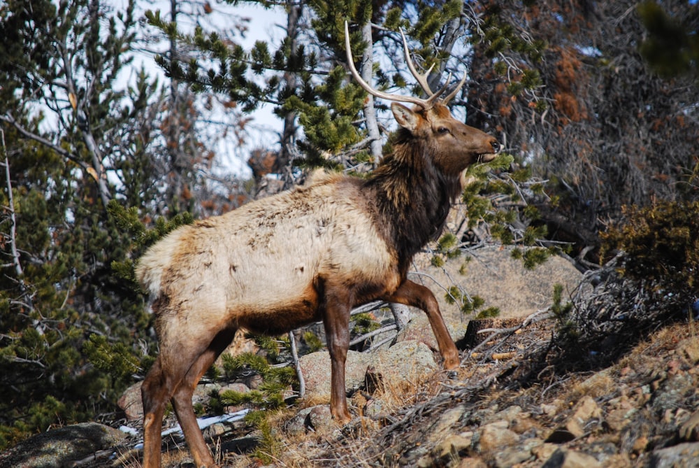 brown deer walking on forest