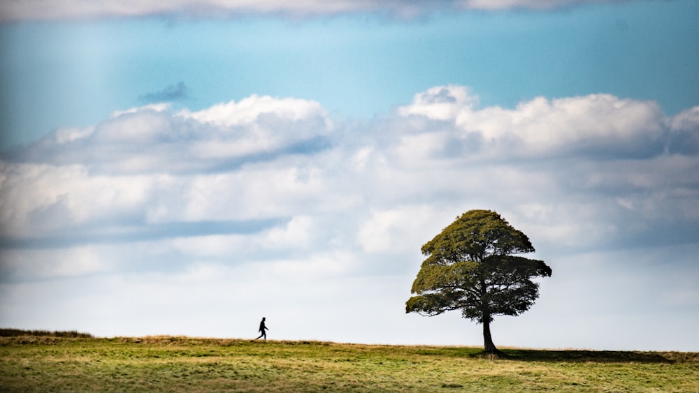 a lone tree in a grassy field with a person walking in the distance