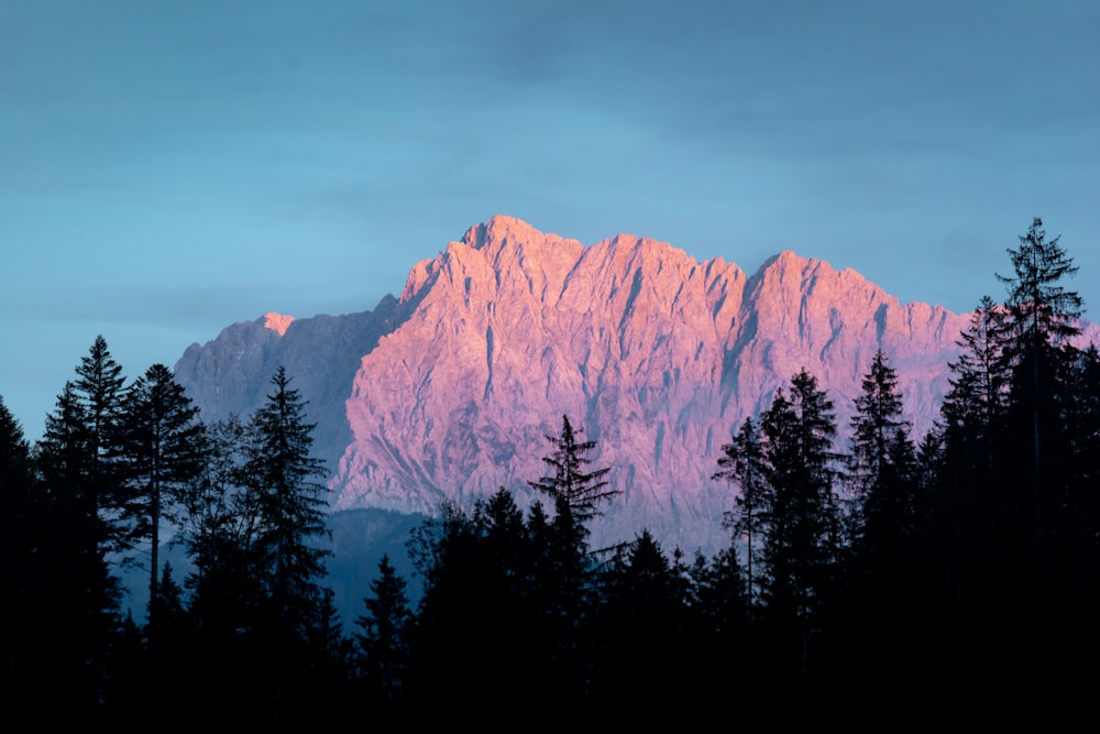 trees near mountian