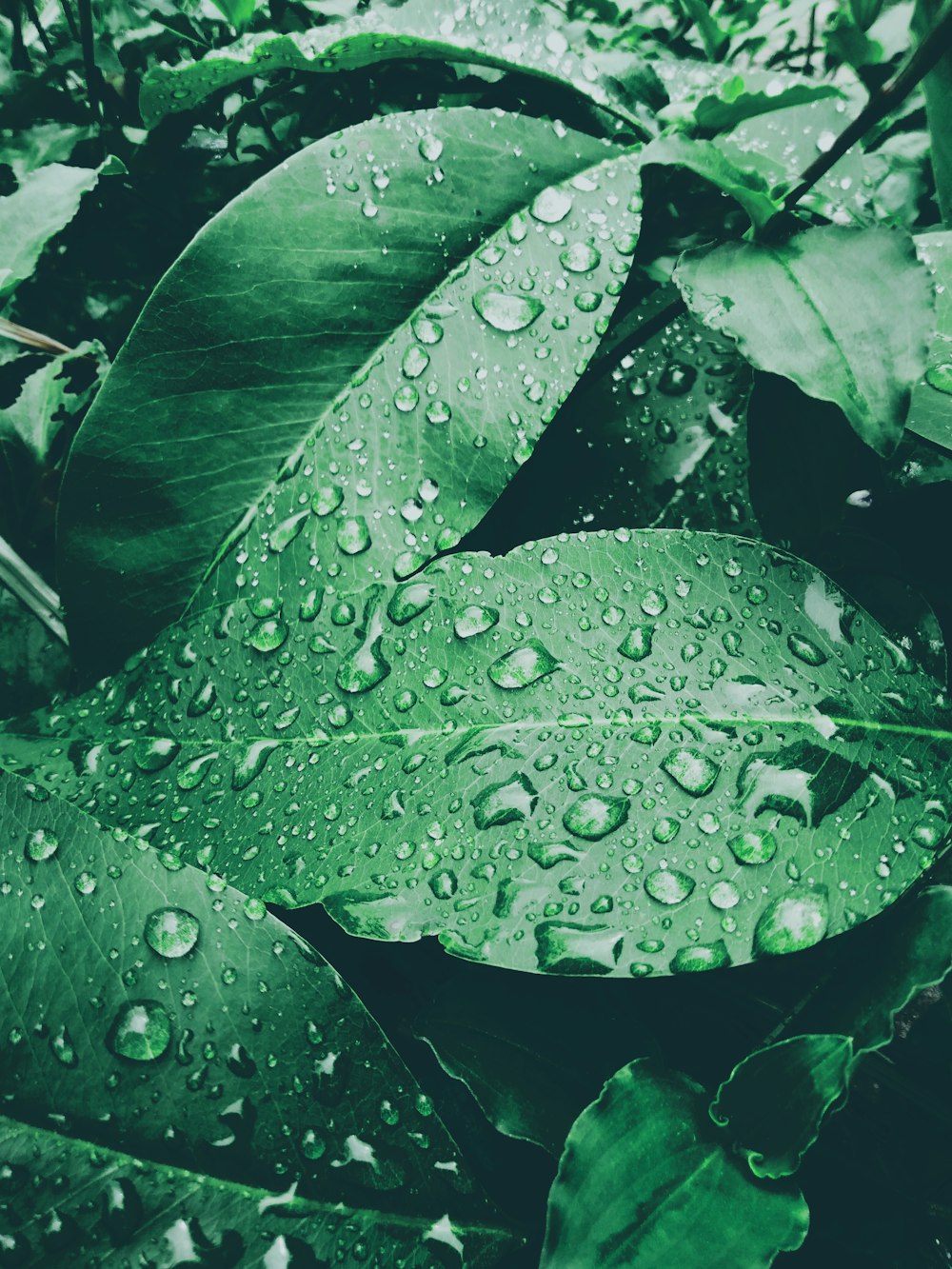 green-leafed plant