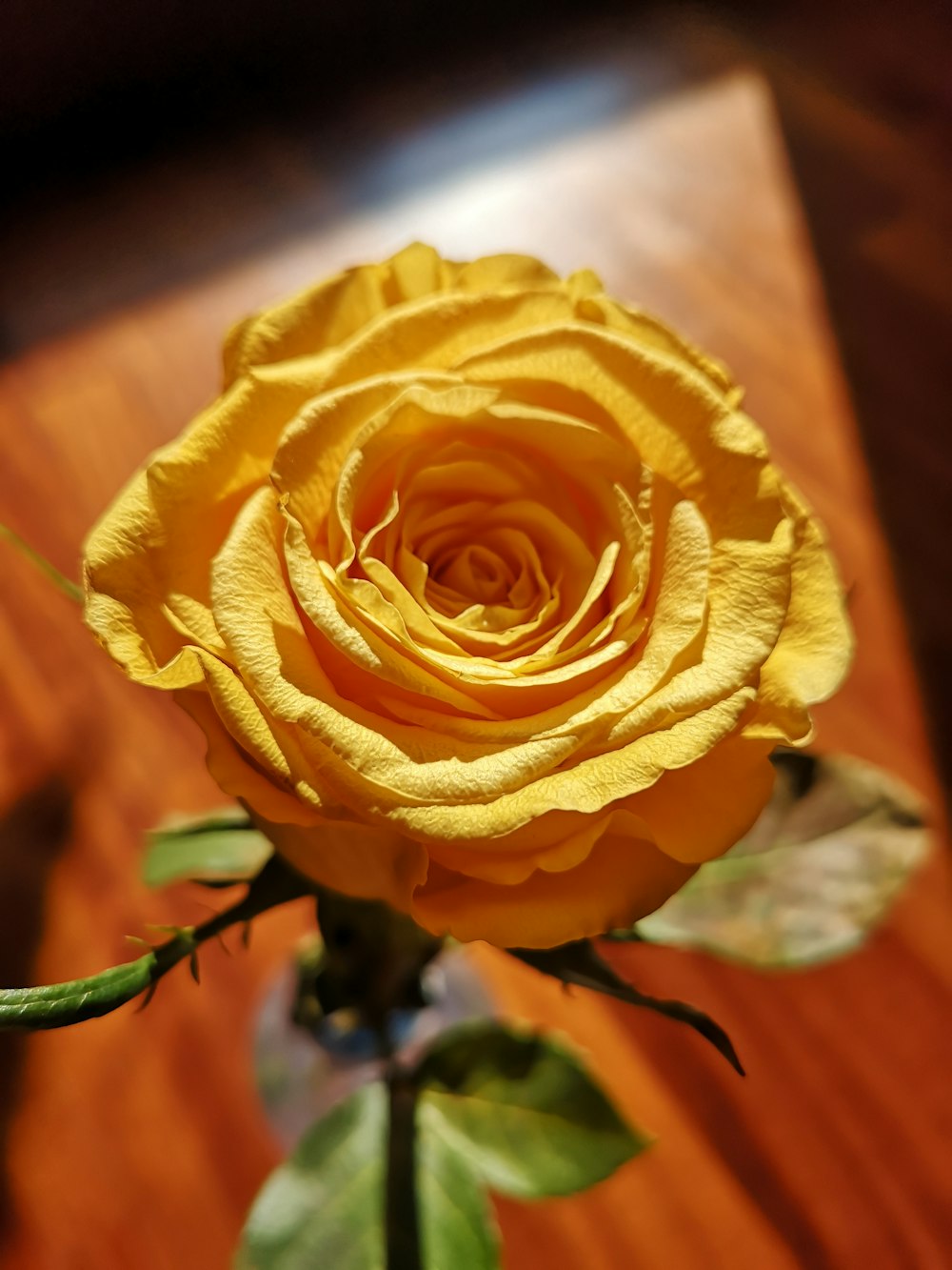 yellow rose in close-up photo