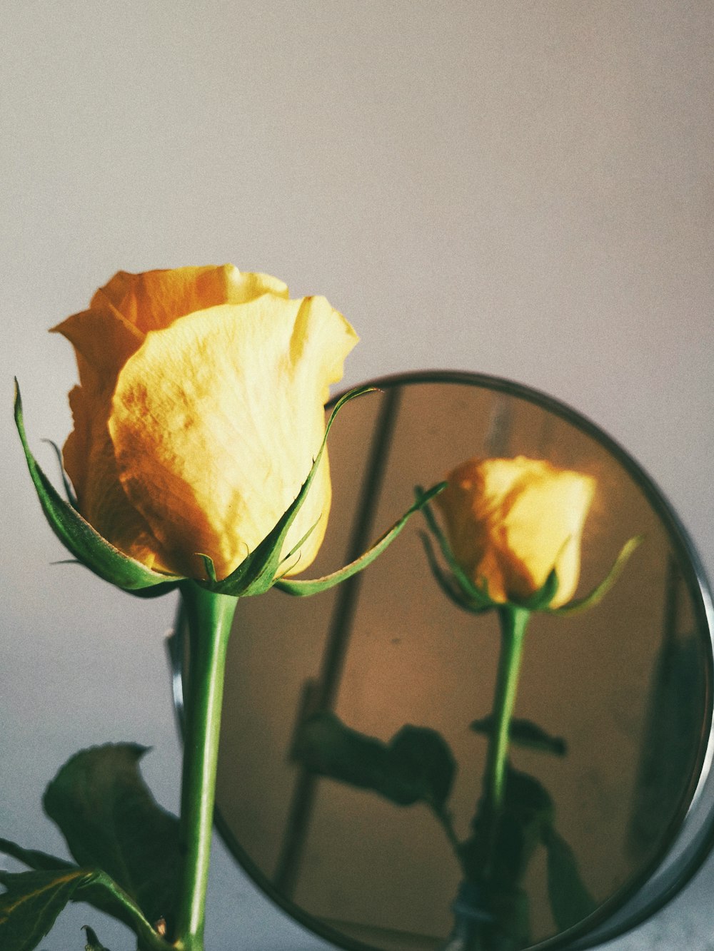 yellow-petaled flowers