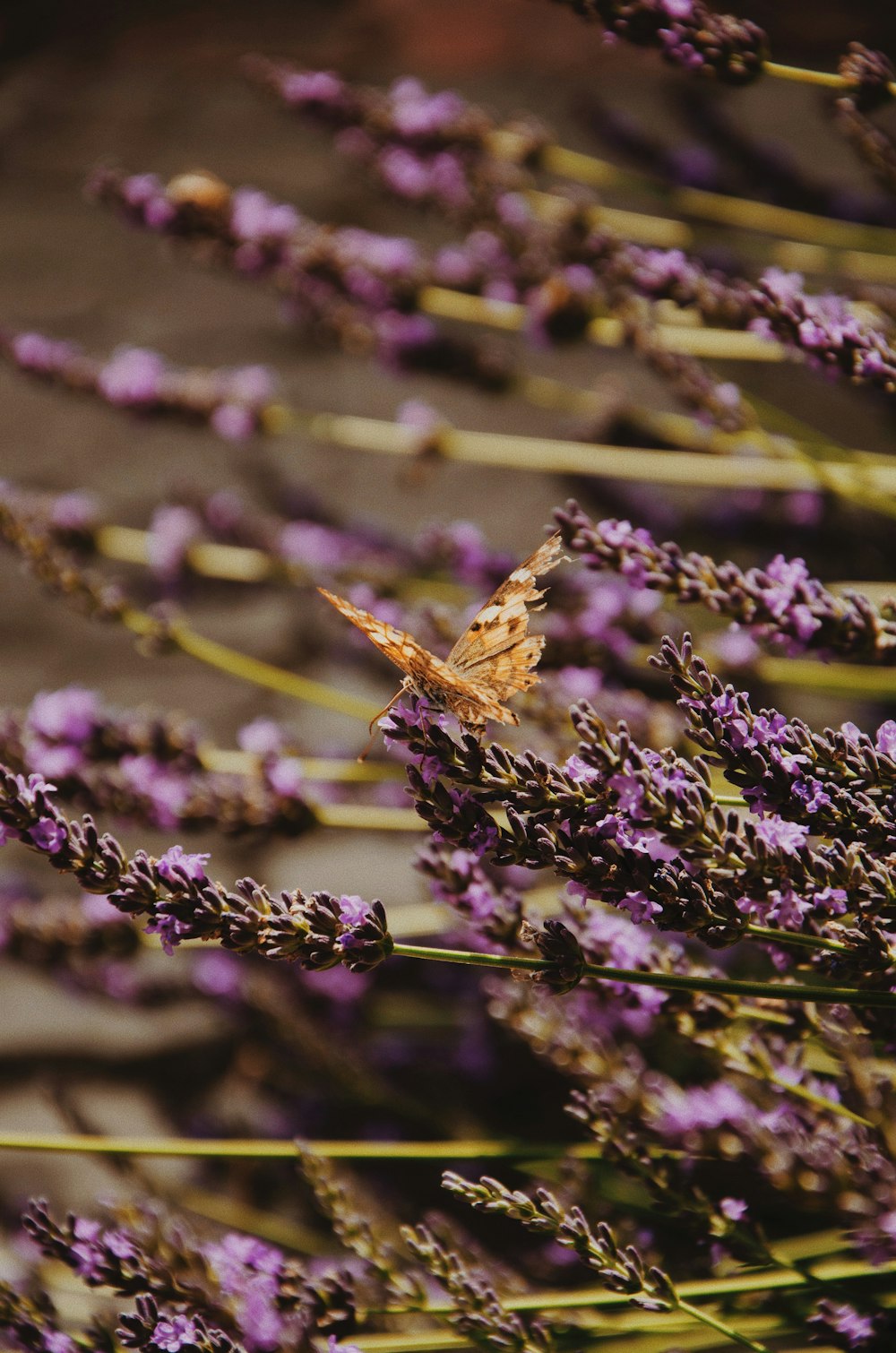 purple flowers in bloom