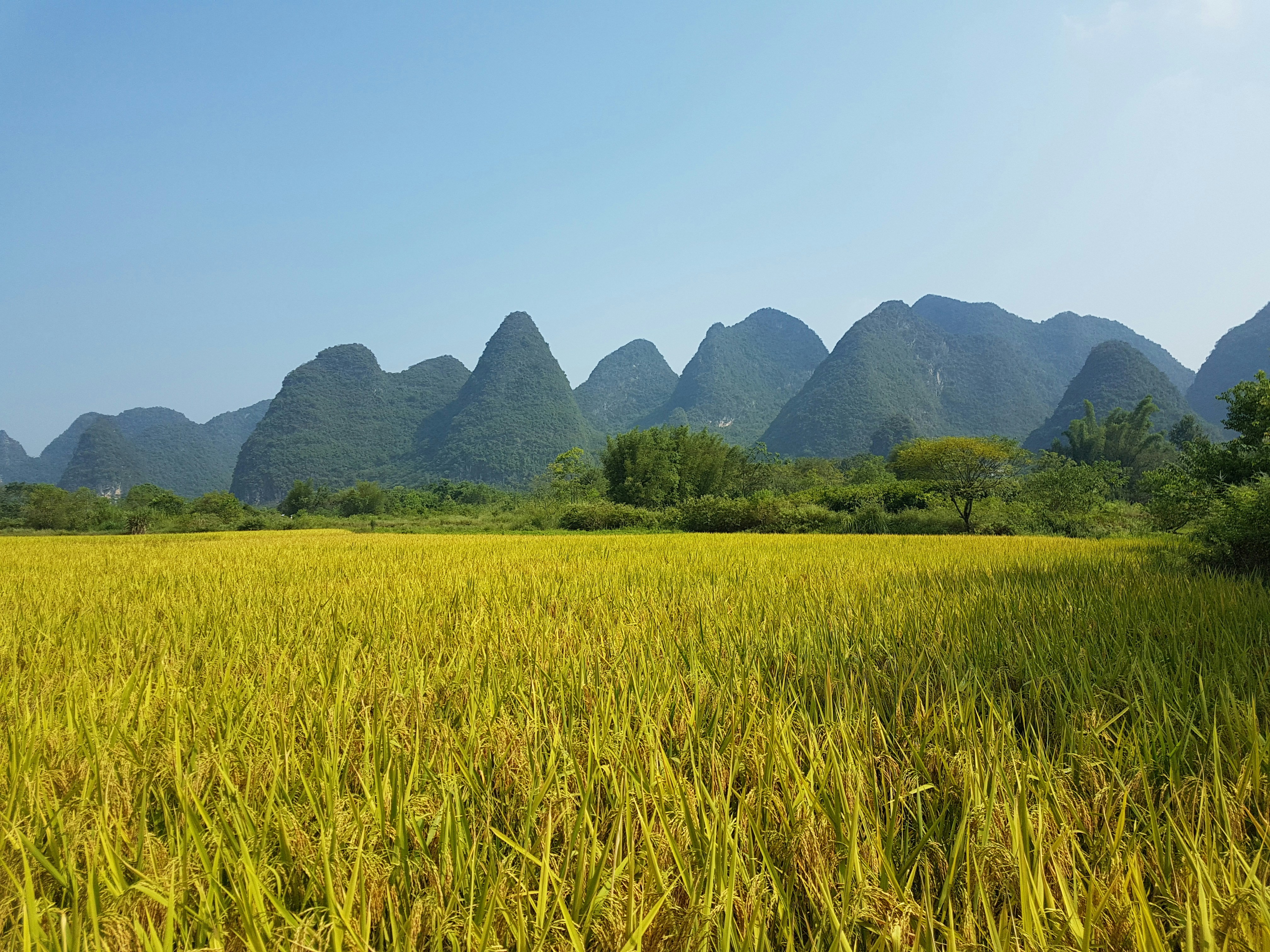 Rice Field Pictures Hd Download Free Images On Unsplash