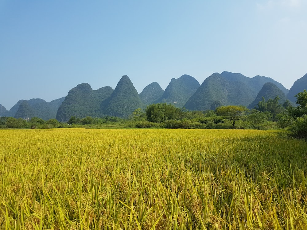 rice field