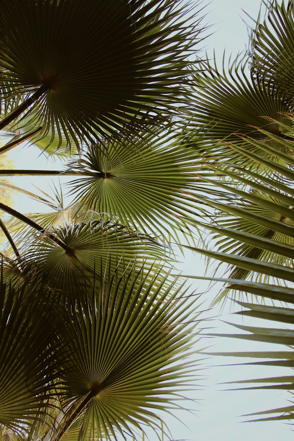 palm leaves