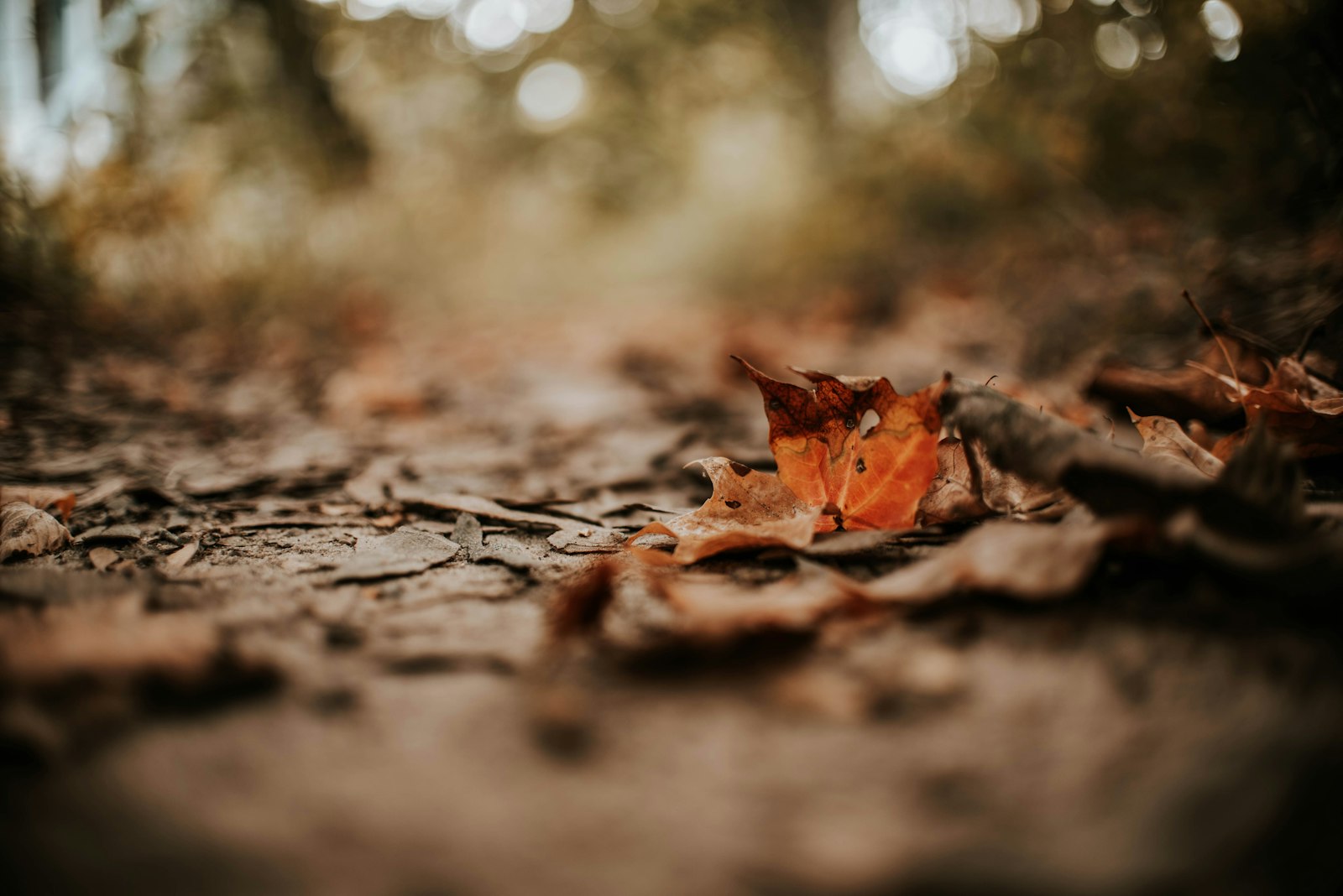 Nikon D750 + Nikon AF-S DX Nikkor 35mm F1.8G sample photo. Leaves on ground photography