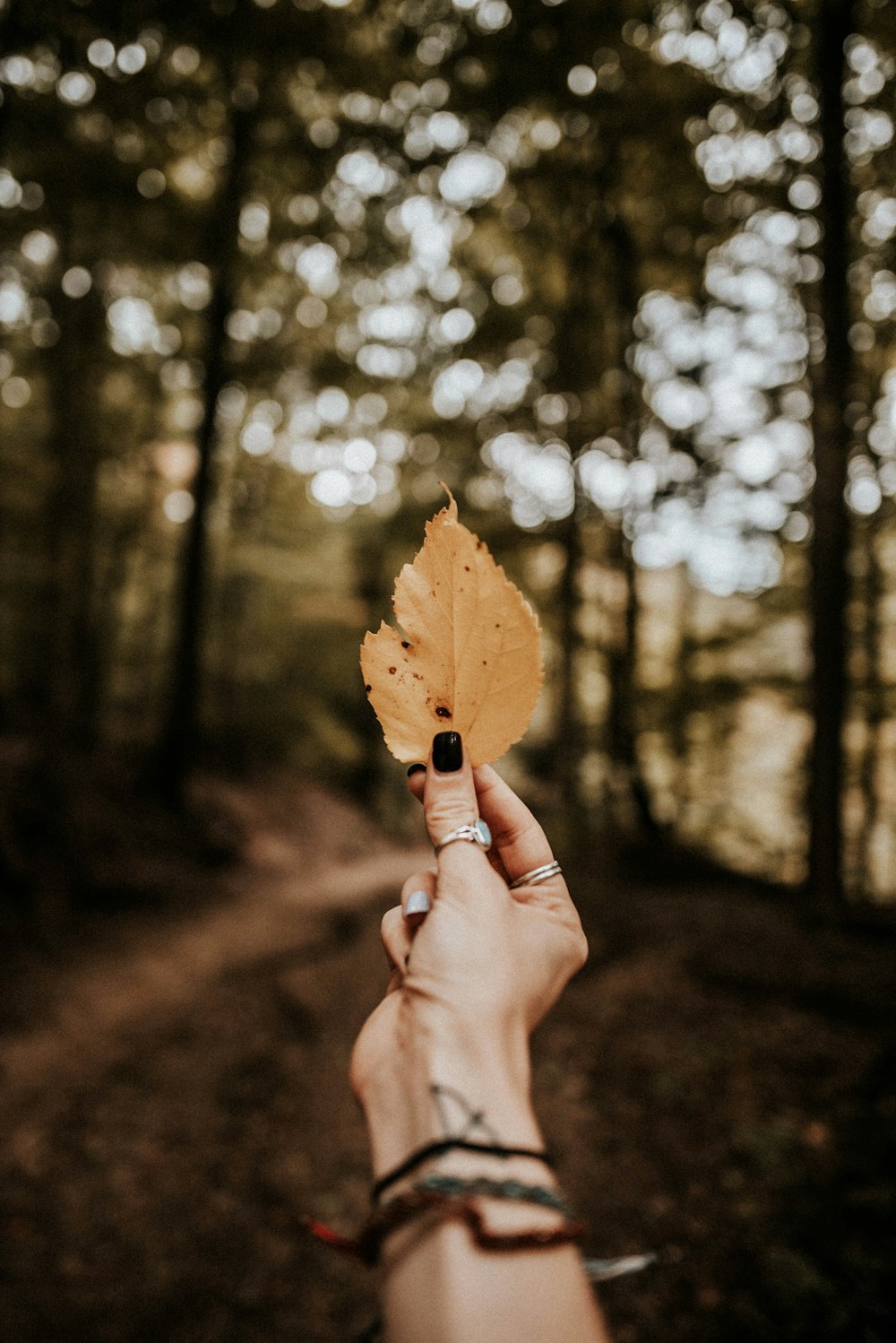 person holds brown leaf