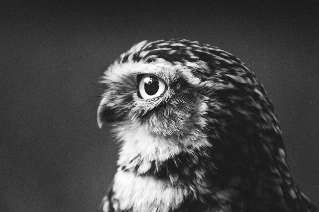 selective-focus photograph of black and white owl