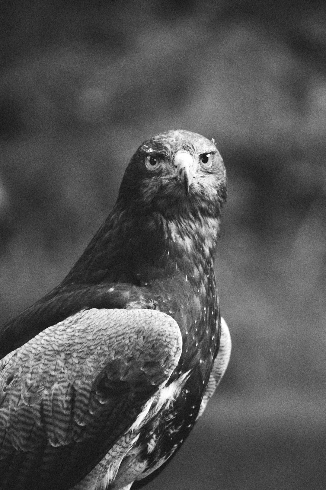 grayscale photo of bird