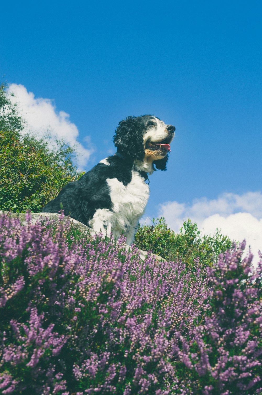 white and black dog on rock