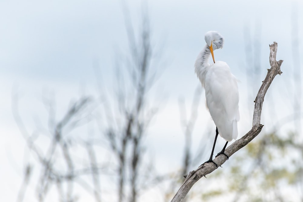 white crane on tree branch