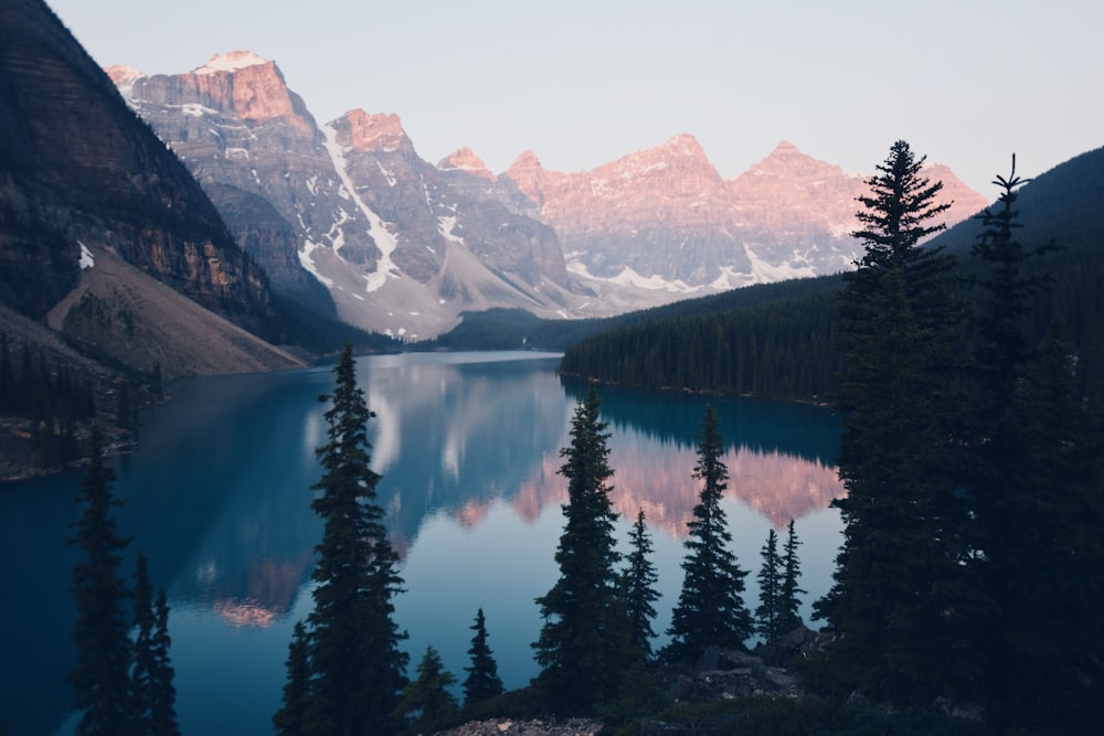 icy mountain and pine trees scenery