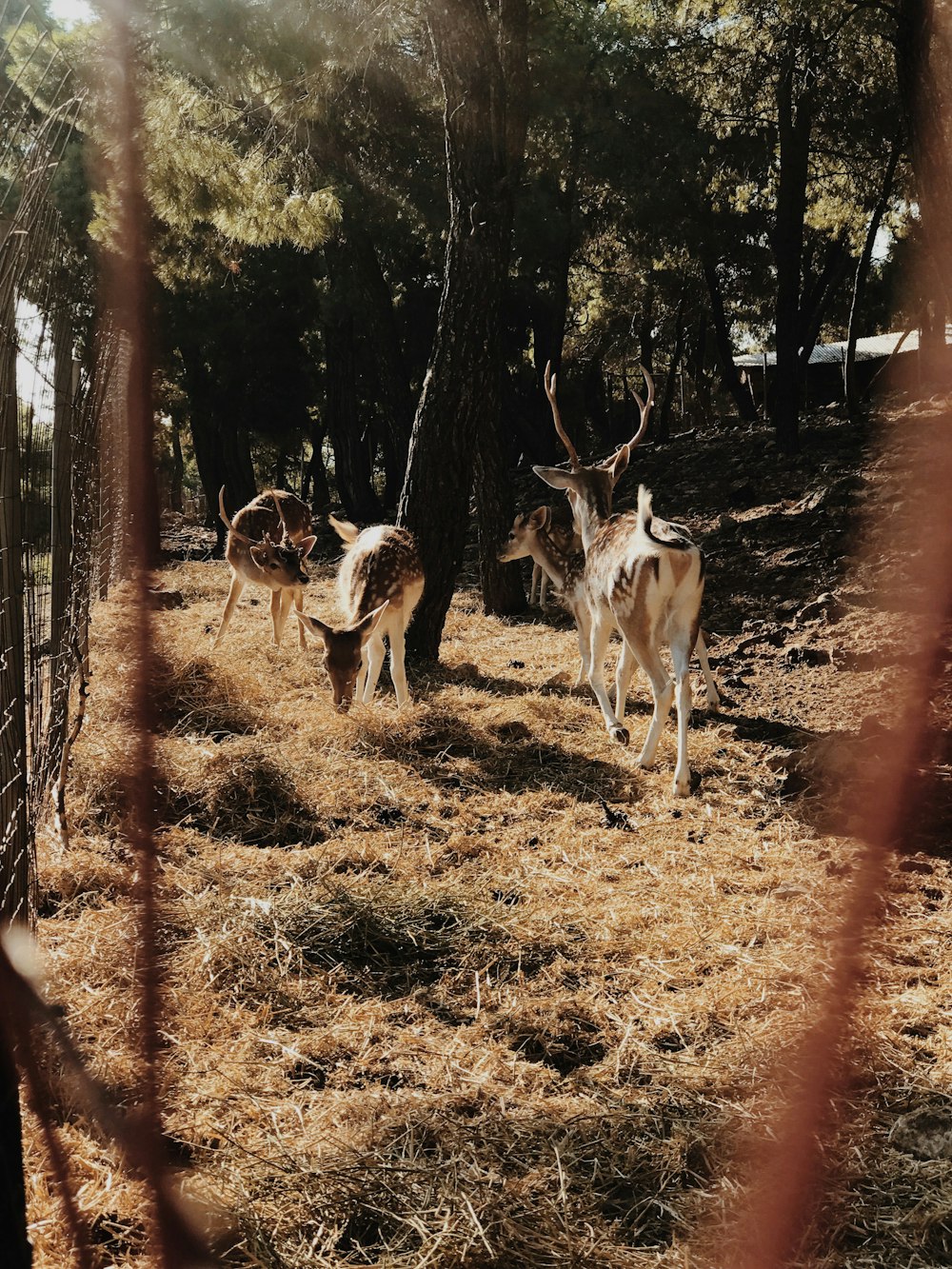four deer near tree