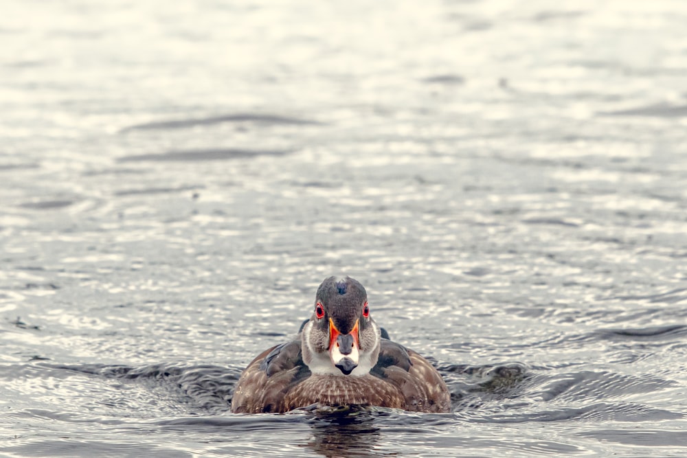 duck floating on body of water