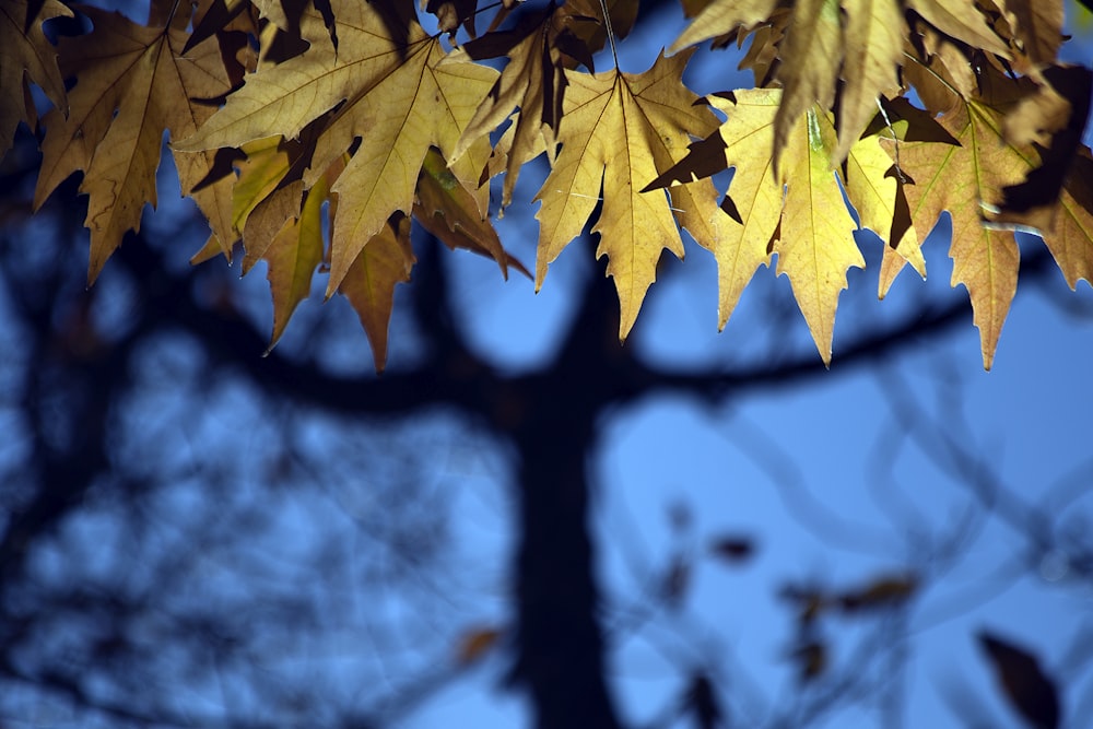 yellow tree