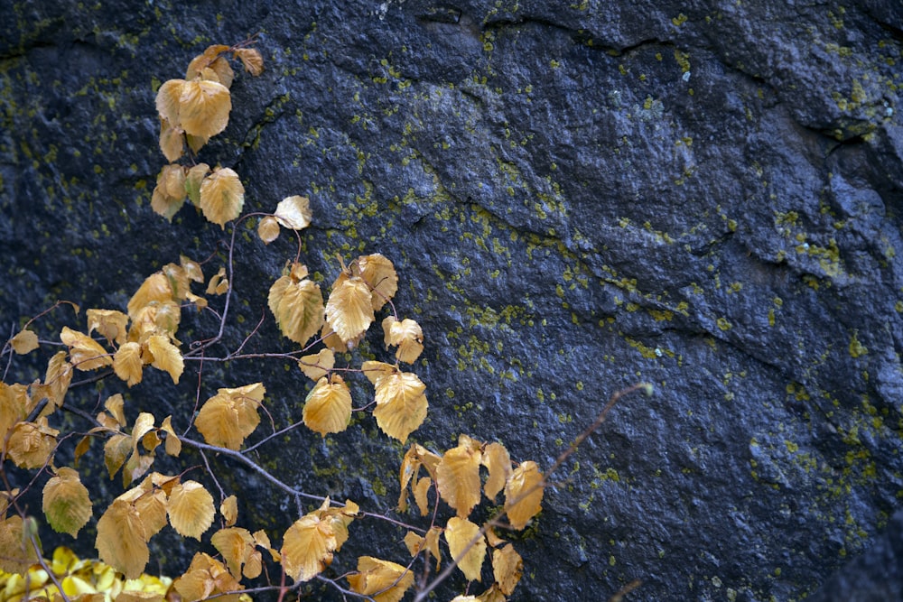 brown leaves