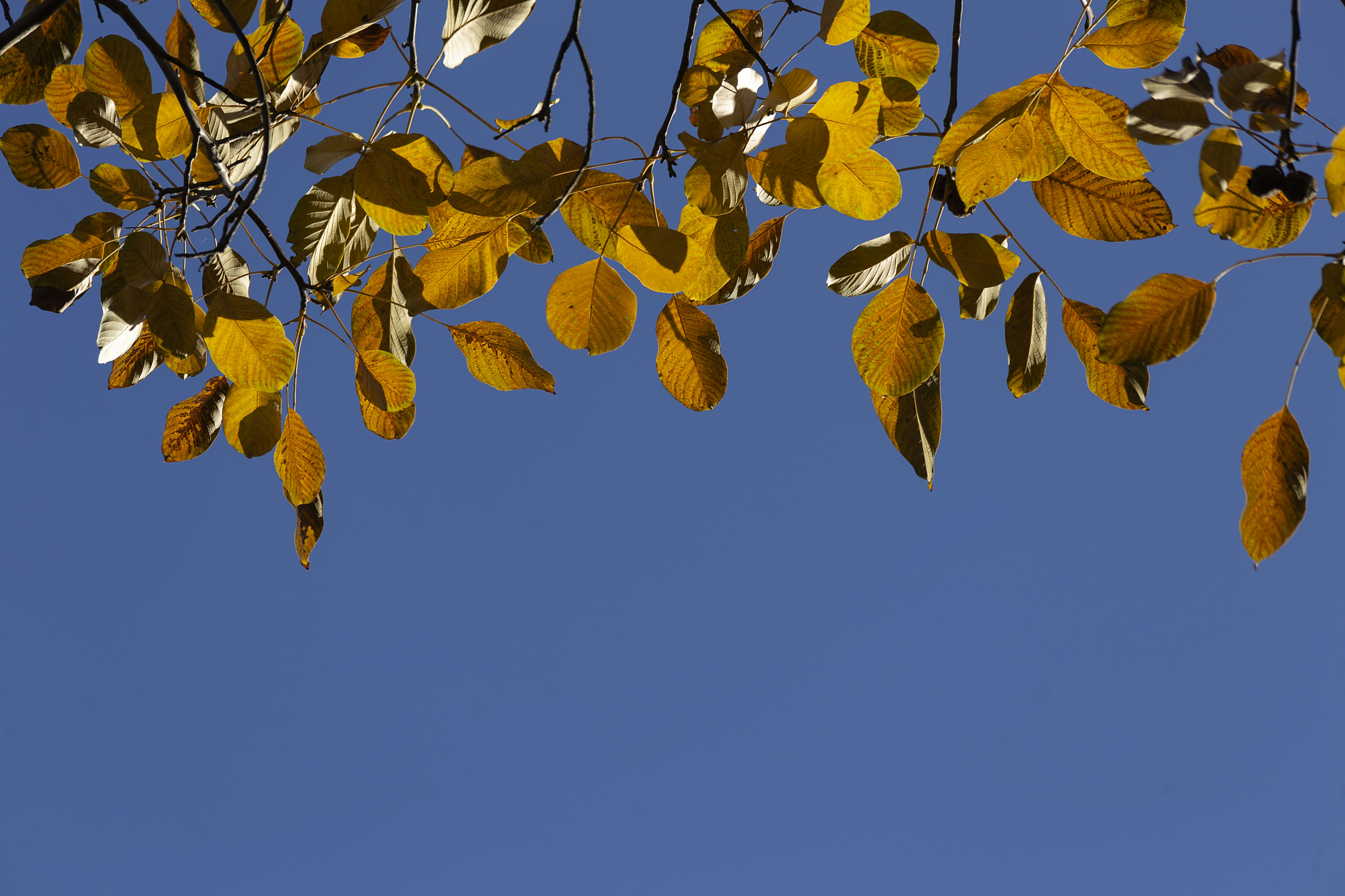 Photo by mostafa_meraji