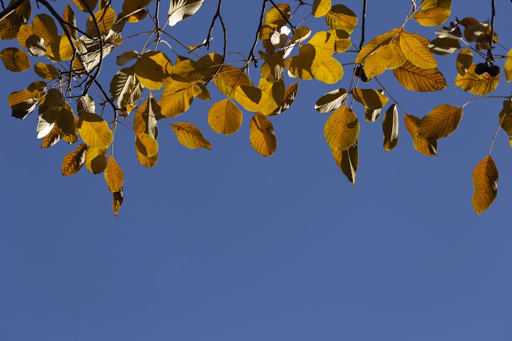 brown leaves during day