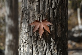 A single brown maple leaf is attached to the textured bark of a tree trunk in a forest setting. The background features a blurred mix of trees and natural elements, suggesting a serene woodland environment.