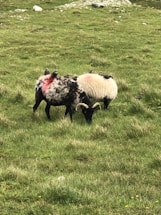Two sheep with dark faces and horns graze on a lush, grassy pasture. One of the sheep has a bright red marking on its back. The background is a vast expanse of green grass with some small rocks and scattered yellow flowers.
