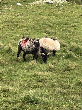 Two sheep with dark faces and horns graze on a lush, grassy pasture. One of the sheep has a bright red marking on its back. The background is a vast expanse of green grass with some small rocks and scattered yellow flowers.
