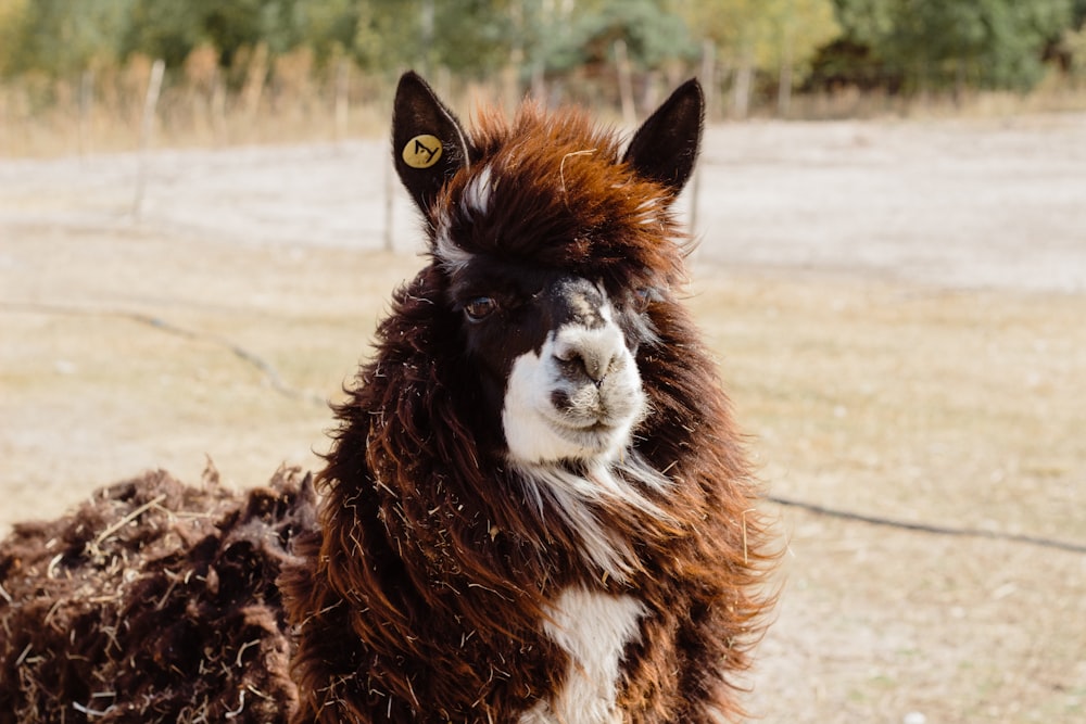 portrait of brown and white Llamaa