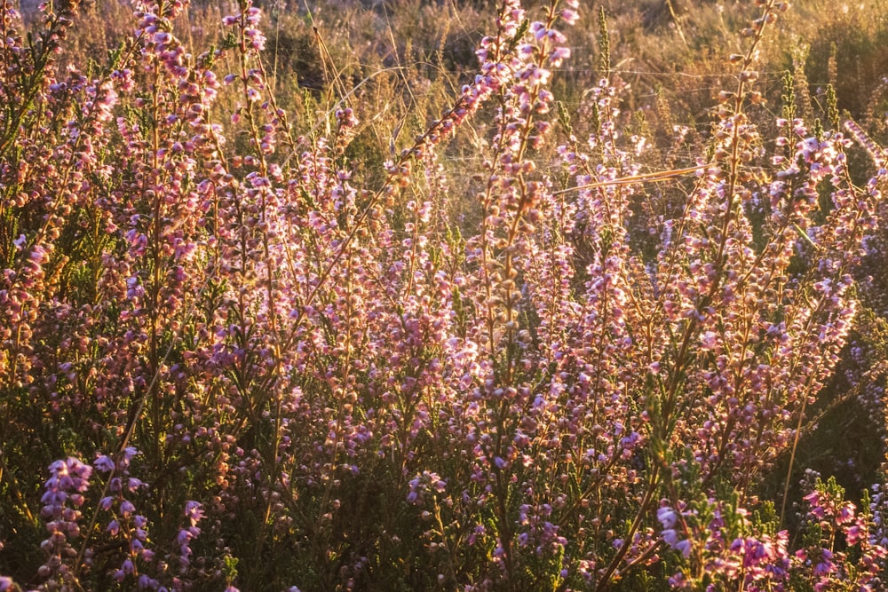 pink-petaled flowering plant