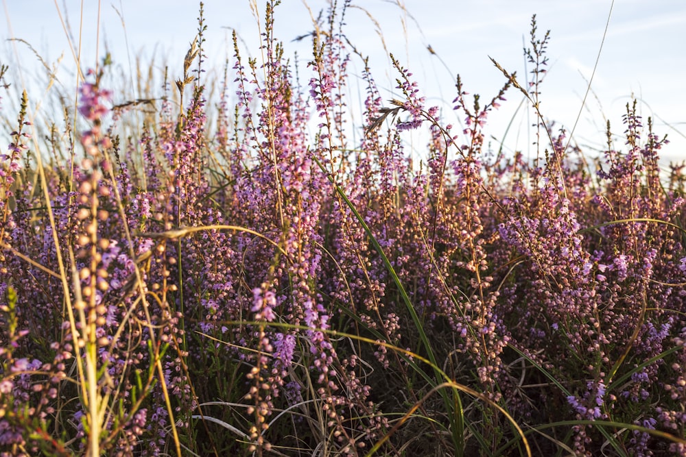 purple flowers