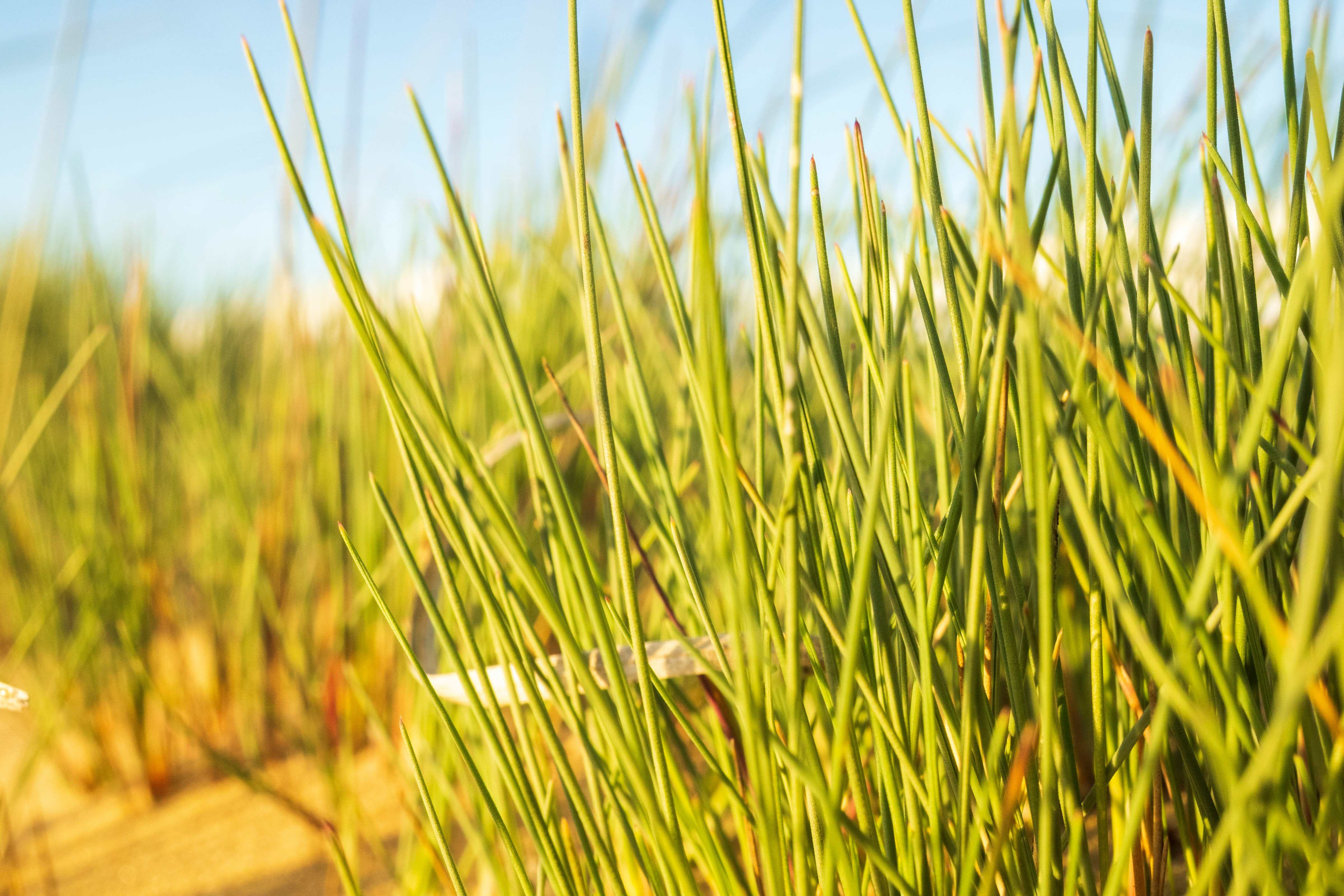 green grasses