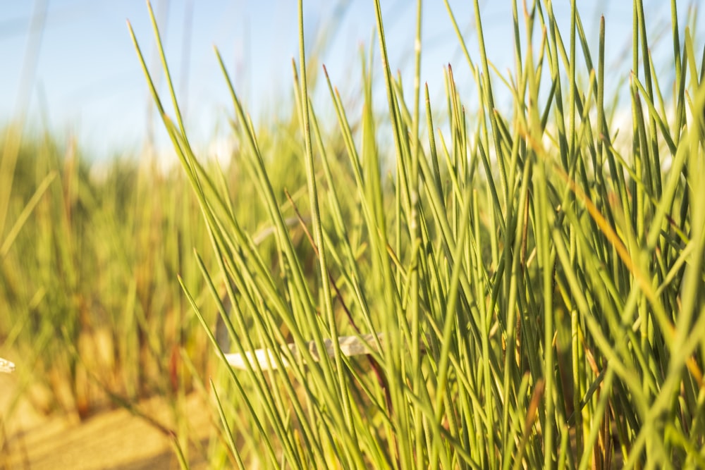 green grasses