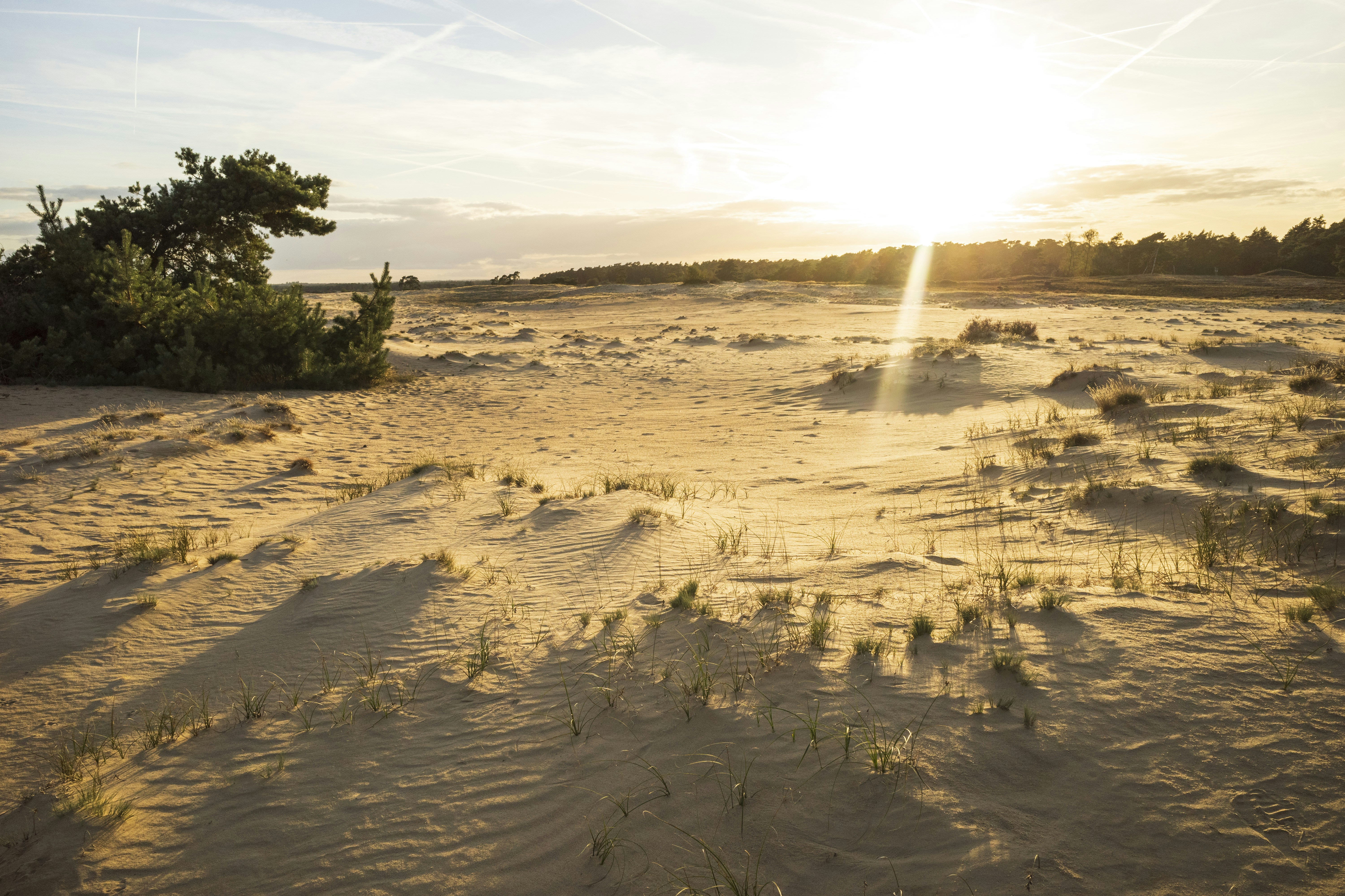 the sun is setting over a sandy beach, The vegetation that lives on National Park The Hoge Veluwe. Arnhem, Gelderland, Netherlands. The soil is sober in nutrition and therefor many kids of</p><p>moors, drifting sands and various forests and grass species flourish 