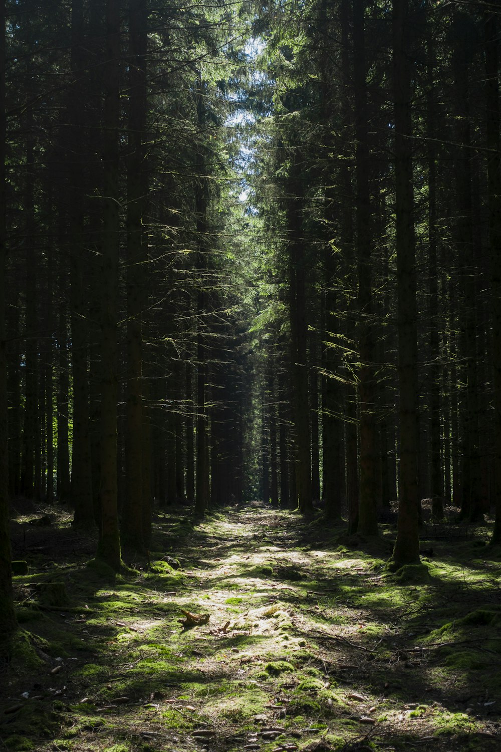 pine tree forest scenery