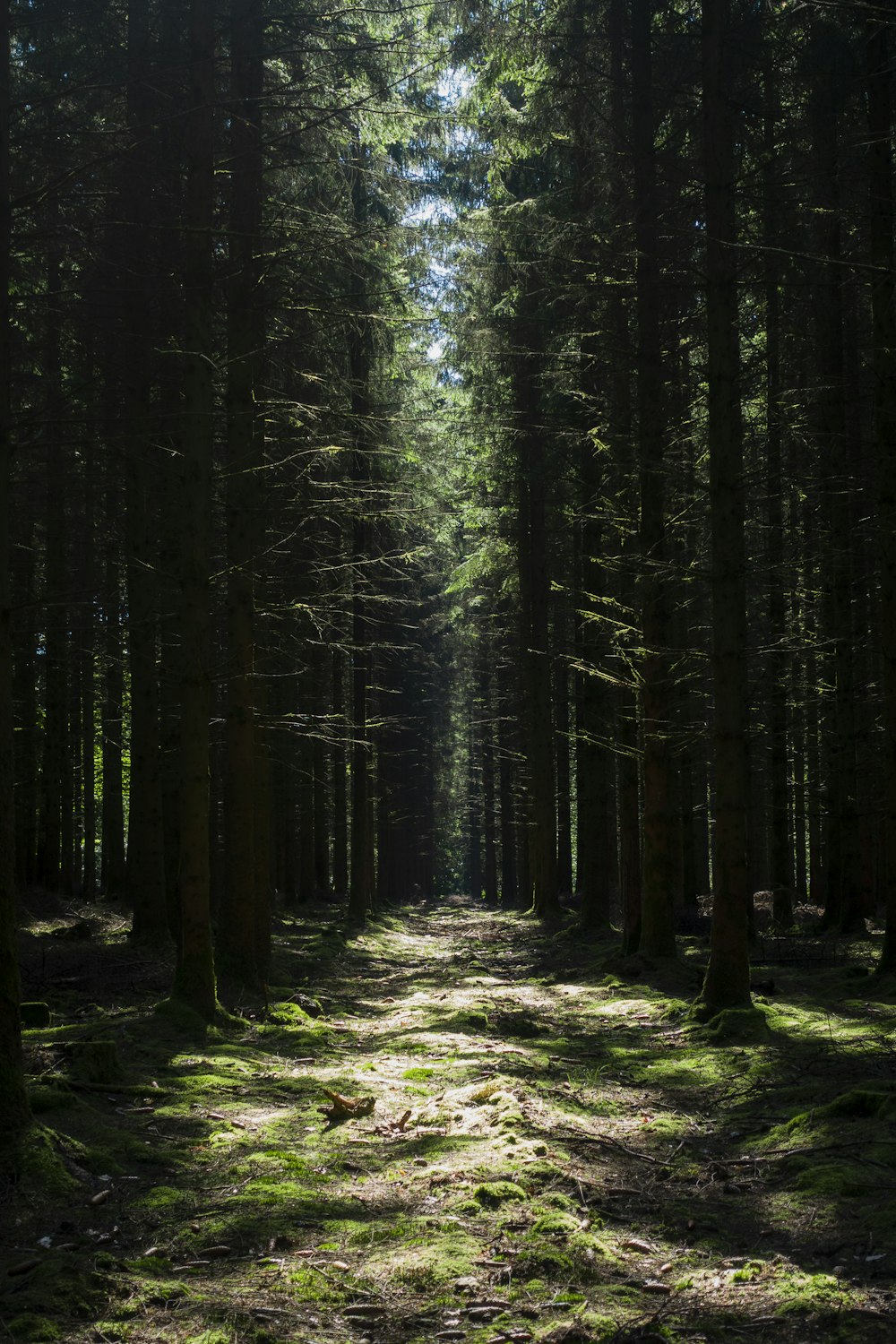 cenário da floresta de pinheiros