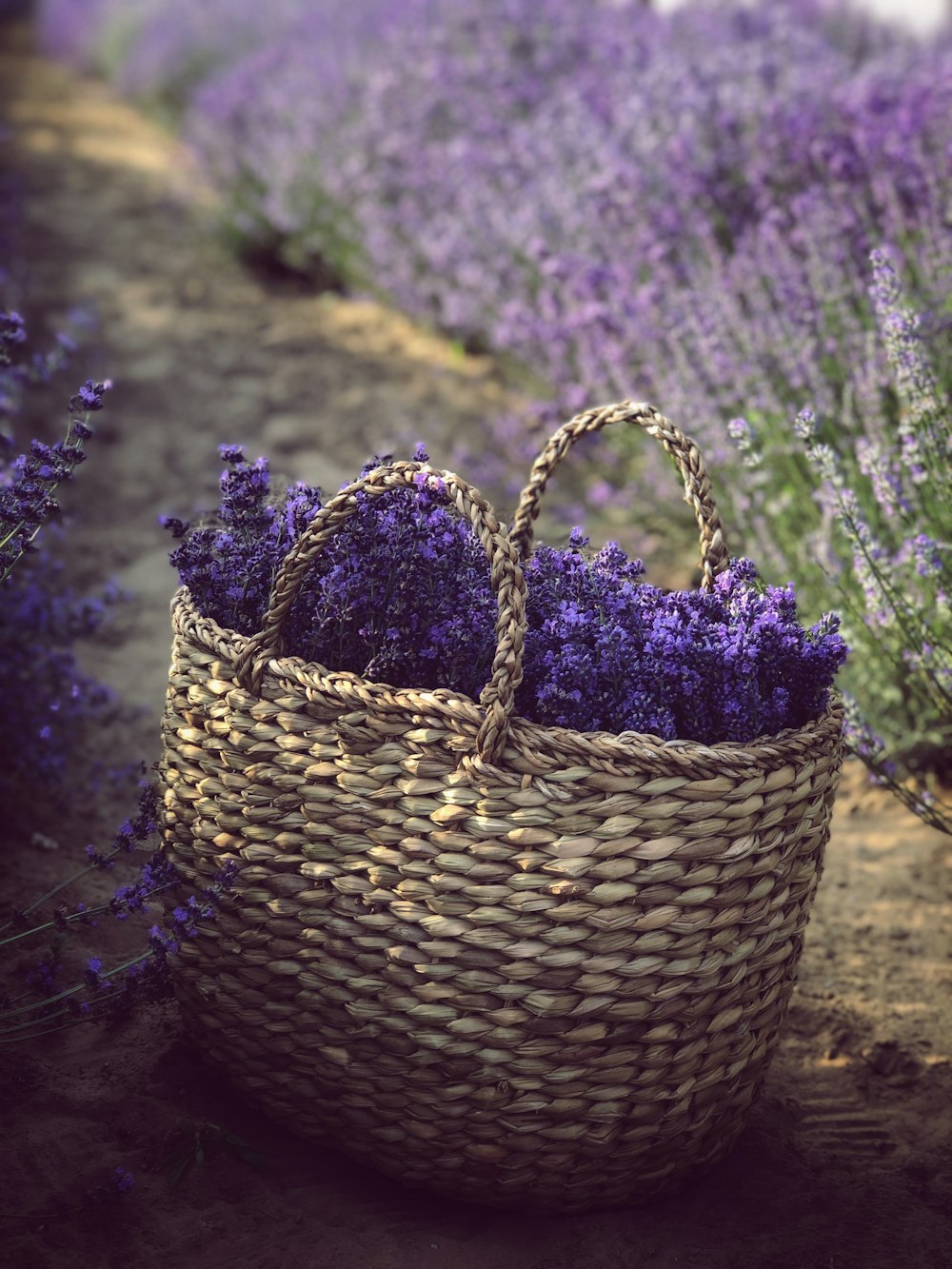basket of purple lavender flowers on the ground