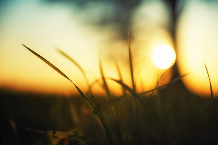 Golden hour light through native meadow grasses