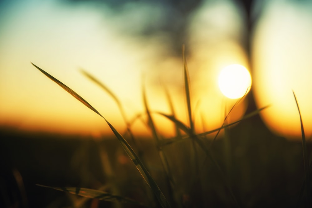 silhouette di erba durante l'ora d'oro