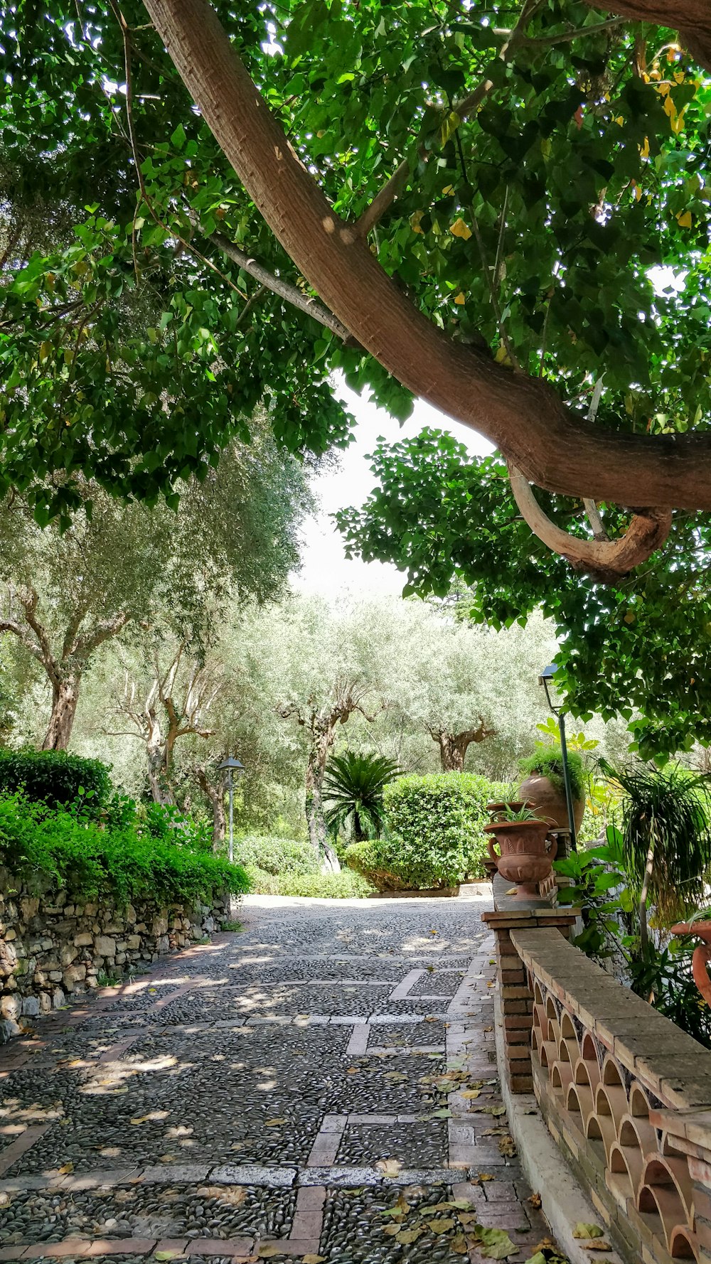 concrete pathway between green trees