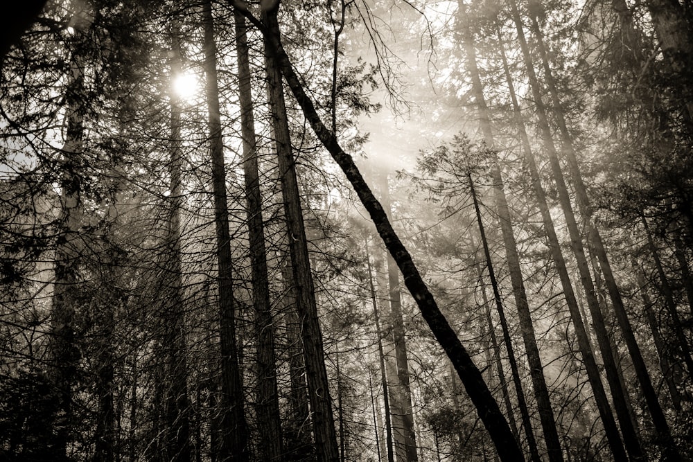 silhouette photography of trees