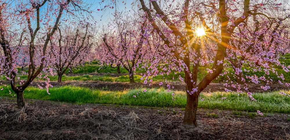 cherry blossom tree