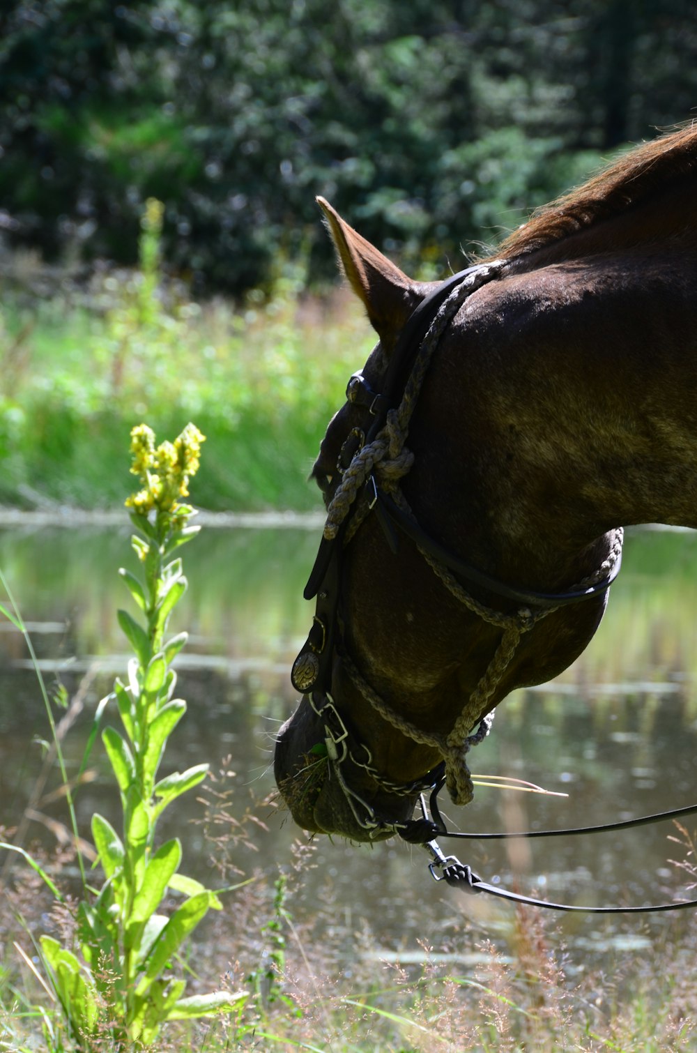 brown horse head macro photography