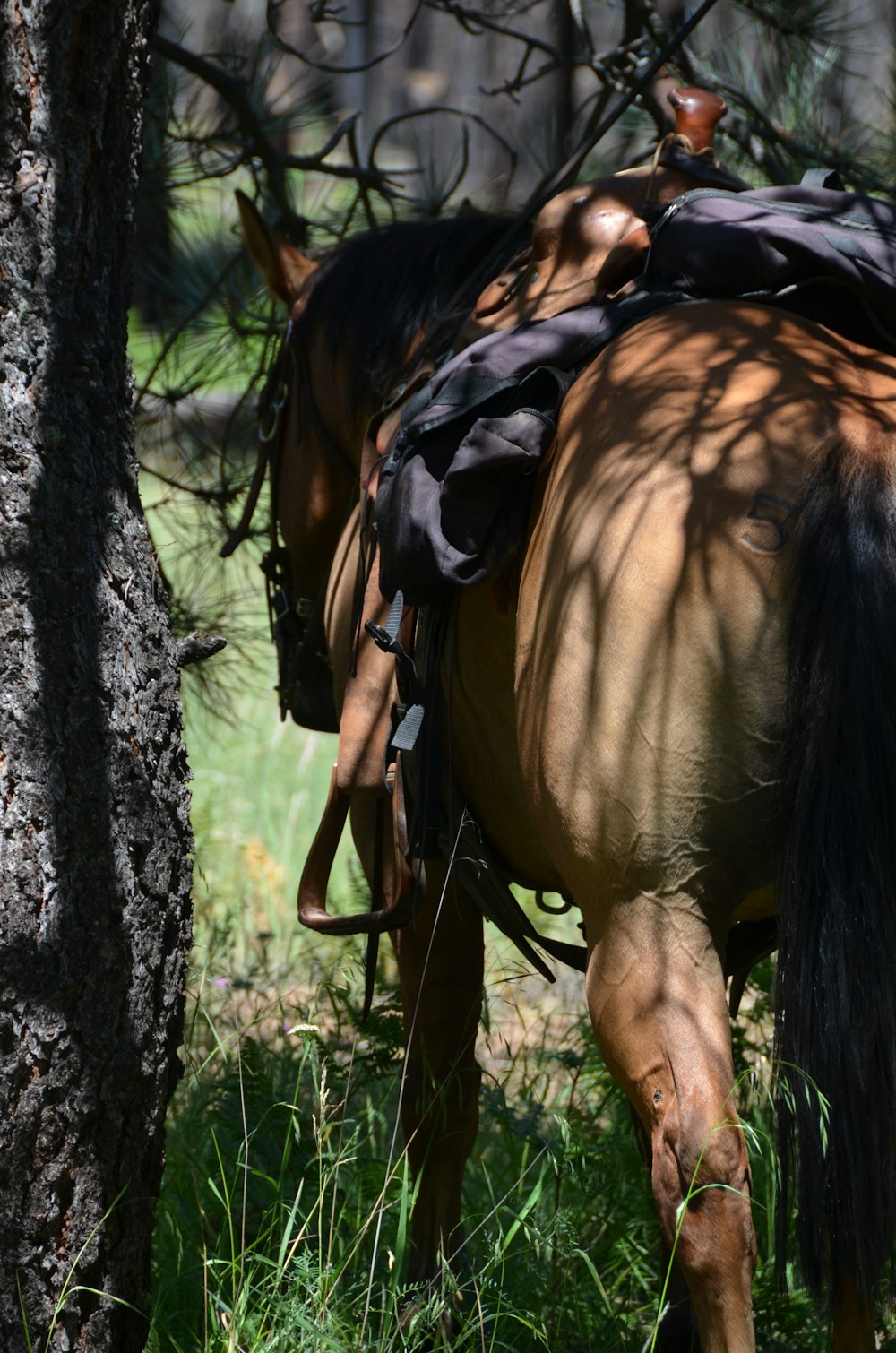 brown and black horse