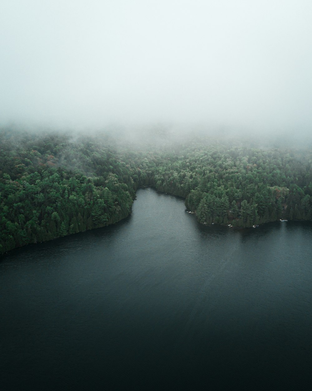 body of water and tree field