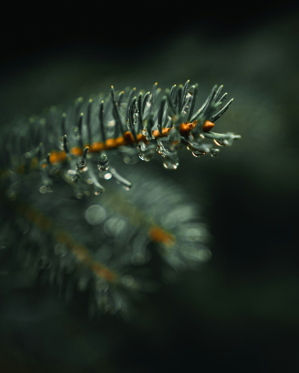 shallow focus photo of green leaf