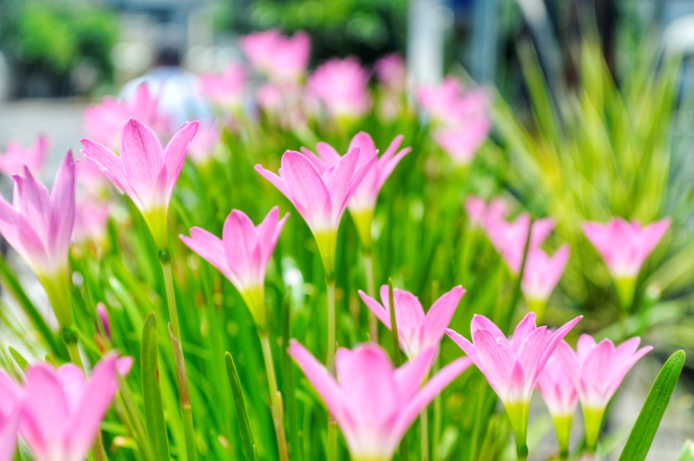 photo of pink flowers