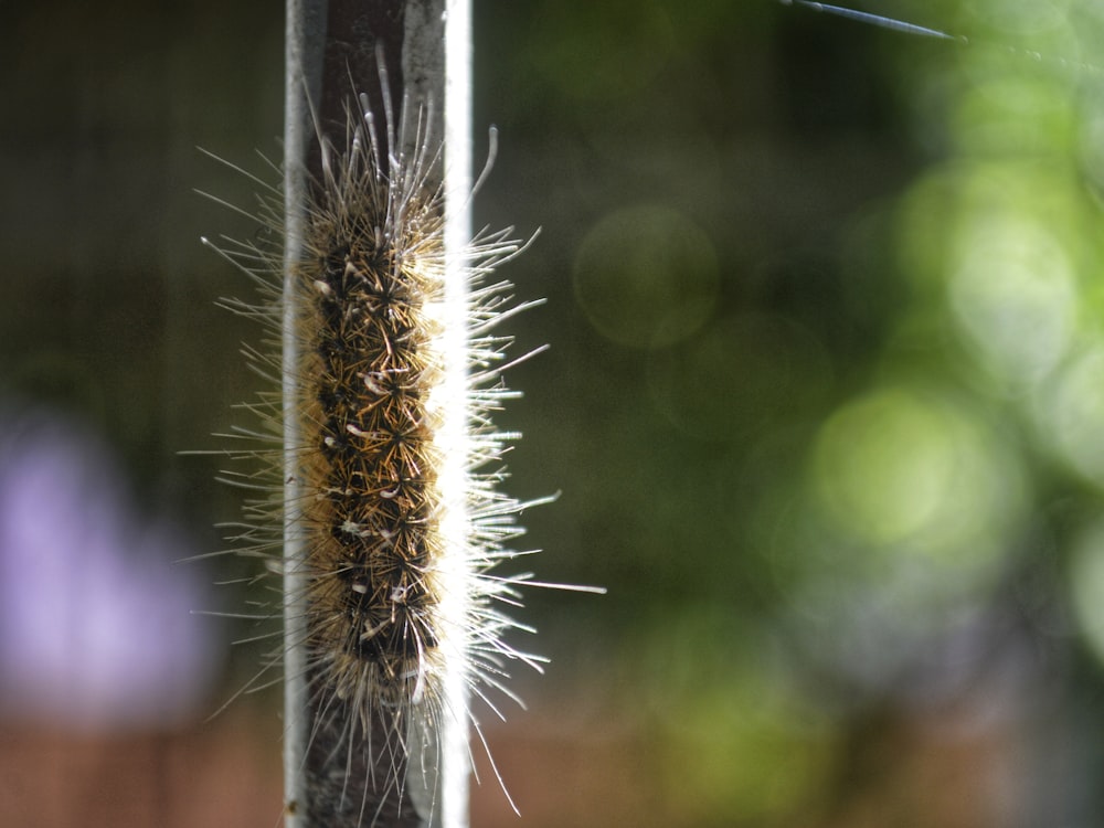 shallow focus photography of brown caterpillar