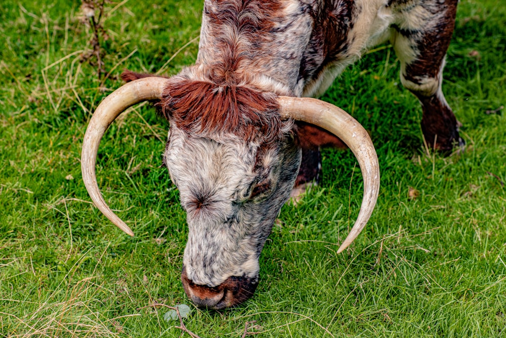 brown and white bull on grassland